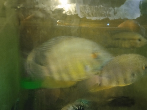 Pez Ciclido Americano Severum (agua Templada)