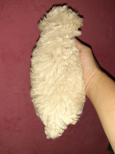 Imagen 5 de 5 de Caniche Mini Hembra