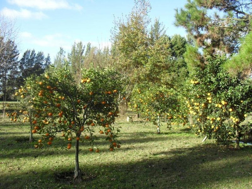 Imagen 14 de 30 de Campo En Venta En Bavio | Ruta 11 E/el Pino Y Km.42 (bavio) 19 Has