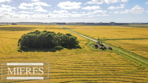 Campo Agrícola Ganadero De 1500ha Rocha (ref: Atm-6974)