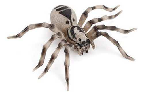 De Vida De Una Araña Incluye Huevo, Larva, Araña Y Araña