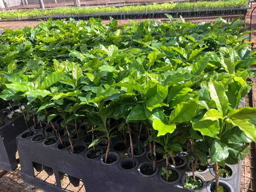 Café Conilon - Kit Com 350 Mudas - Prontas Para Plantio Decora Garden