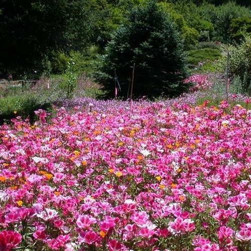 50 Semillas Godetia Flor De Azalea Mix