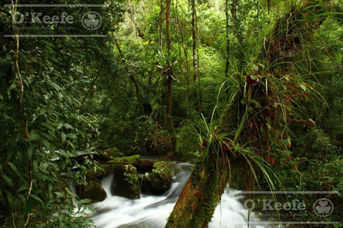 Imagen 5 de 30 de Grandes Extensiones De Bosque Nativo En Misiones - Bonos Verdes- Ideal Conservacionistas