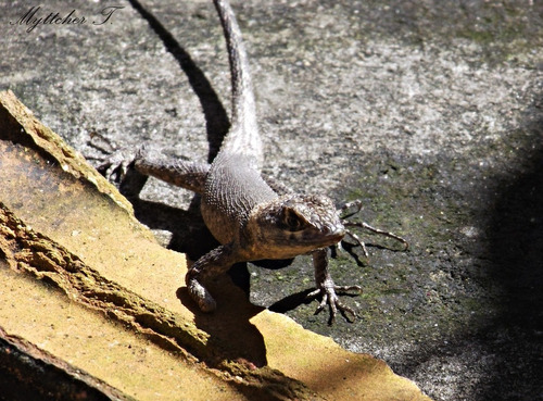 Repelente Labigó Osga Briba Camaleão Crocodilinho De Parede