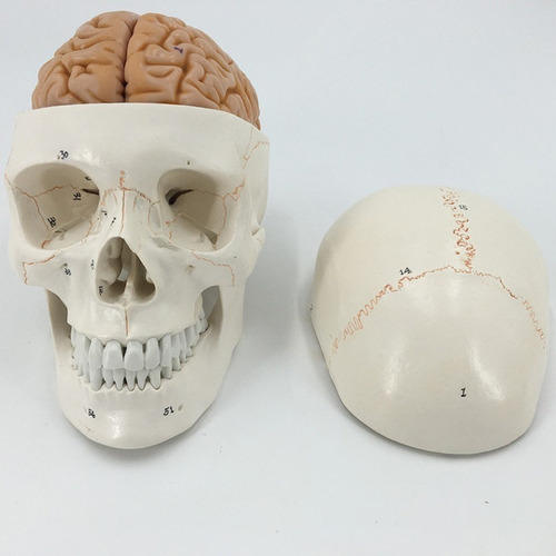 Cráneo Con Cerebro Desarmable Modelo Anatómico