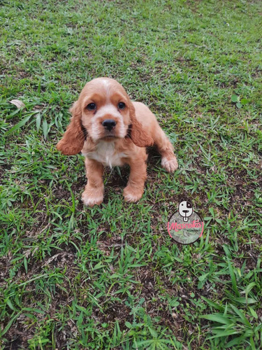 Imagen 1 de 3 de Cachorros Cocker Spaniel Mascotas Rionegro Medellin Bogotá