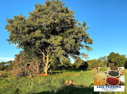Imagem 6 de 15 de Fazenda A Venda No Formoso Do Araguaia-to-de 240 Alqueirões (dupla Aptidão) - 1669