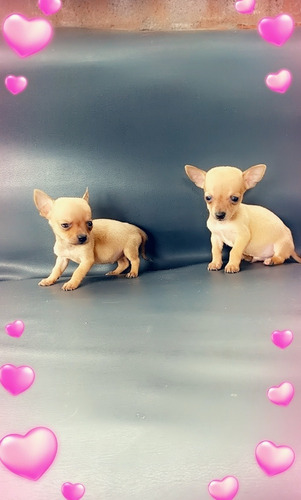 Imagen 3 de 9 de Chihuahua Divinos Cachorros Miniatura Puros