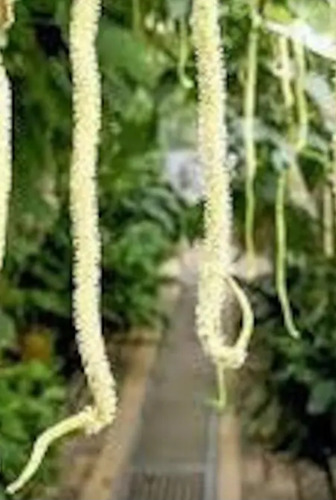 No Semilla Acalypha Hispida Alba Cola De Zorro Envío Gratis