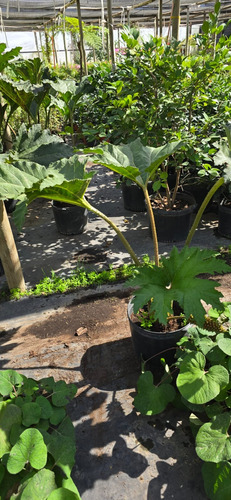 Planta Nalca O Pangue (gunnera Tinctoria) 1 M Gratis A R. M