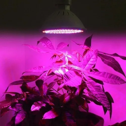 Imagen 6 de 7 de Ampolleta E27 Grow 200 Led Full Spectrum Cultivo Indoor