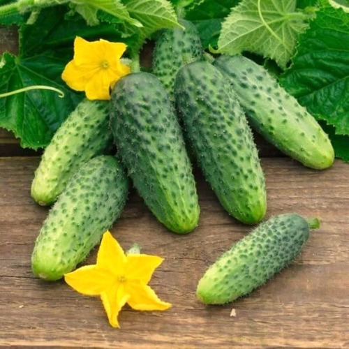 Semillas De Pepinillos Conserva Agroecológicas! Pepinos Baby