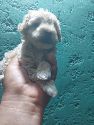 Imagen 10 de 10 de Caniches Toy Vendo O Permuto