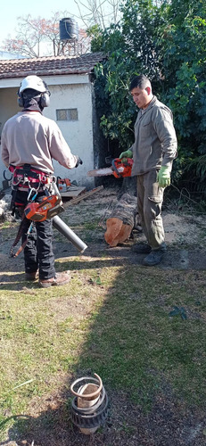 Imagen 6 de 10 de Poda De Arboles, Personal Con Seguro, Poda De Palmeras