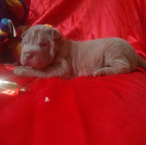 Filhote Fêmea Shar Pei