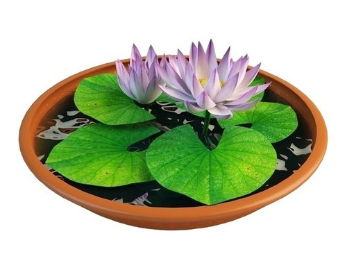 Semente Flor De Lotus Nelumbo Nucifera Rosa Aquatica Ninféia