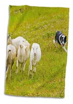Comprar Rosa En 3d Collie Del Condado De Summit, Perro Border Collie