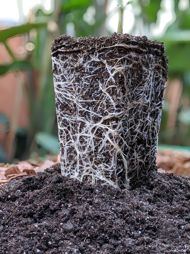 Substrato Com Nutrientes Para Plantas Vasos Jardinagem 3kg,