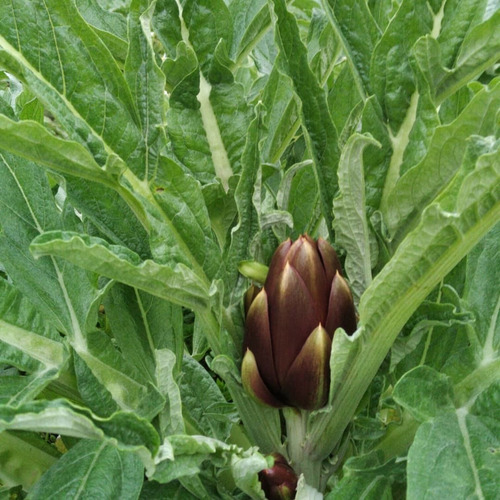 Plantas De Alcaucil Y De Espárragos