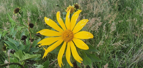 Tithonia Diversifolia | Árbol Girasol