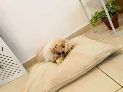 Almohadón Y 2 Funda Para Mascotas Talle L