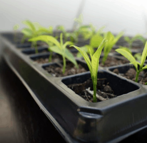 Bandejas De Germinacion, Varios Modelos 