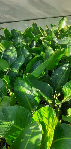 Strelitzia Nicolai (ave Del Paraíso Gigante) 7lts