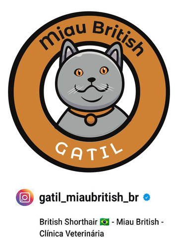 Filhotes De Gatos British Shorthair - Cor Bicolor Chocolate