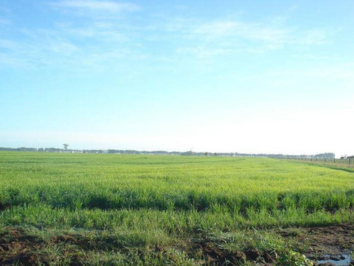 Campo De 346 Has En Treinta Y Tres. Agrícola - Ganadero!