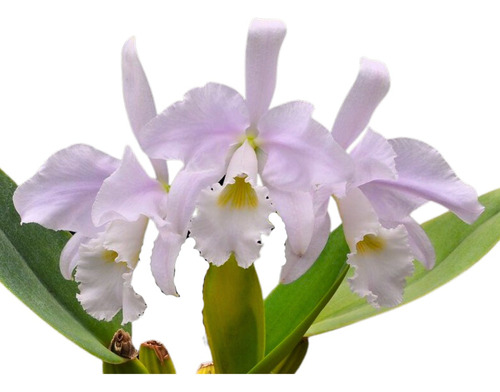 Orquidea Cattleya Warneri Suave ' Santa Tereza ' ( Muda )