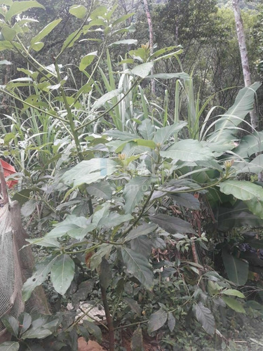 Imagem 5 de 20 de Chácara À Venda No Bairro Brilhante Ii - Itajaí/sc - 2156c