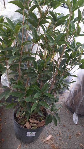 Osmanthus Fragans (olea Francesa) 10lts