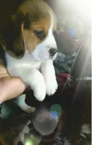 Comprar Cachorros Beagle Excelente Calidad!!!