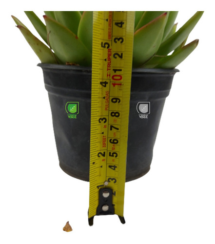 Imagen 4 de 6 de Planta Echeveria Agavoide