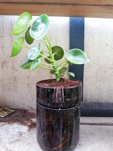 Imagen 5 de 9 de Cuchara Little Plant 22, Maceta Autorregante