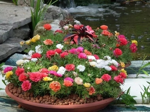 2000 Sementes Da Flor Onze Horas Dobradas E Triplas Sortidas