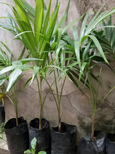 Plantas De Chaguaramo Enano.