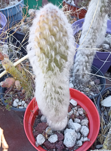 Opuntia Senilis, Nopal Viejito, Nv