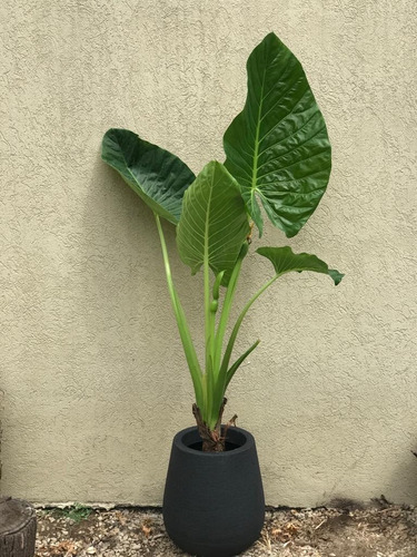 Combo Alocasia Oreja De Elefante Grande + Maceta Rotomod 40