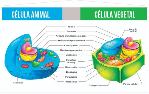 Imagem 1 de 2 de Banner Célula Animal E Vegetal Ciencias