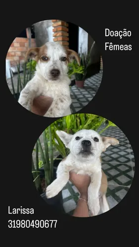 Cachorros Para Adoção