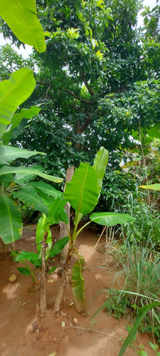Chácara No Centro De Faria Lemos/mg Com 700m2, Com 2 Casas Uma Grande Em Alto Padrão E Uma Casa Menor, Com Piscina E Área Goumet E Pomar Com Muitas Frutas, Pronta Para Morar