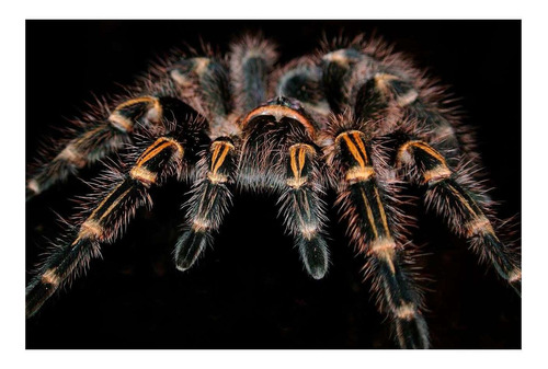 Vinilo 60x90cm Tarantula Araña Spider Insecto Wild P5