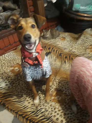 Paloma, Juguetona, Alegre, 3 Añitos A 4, Mediana , Adopc.