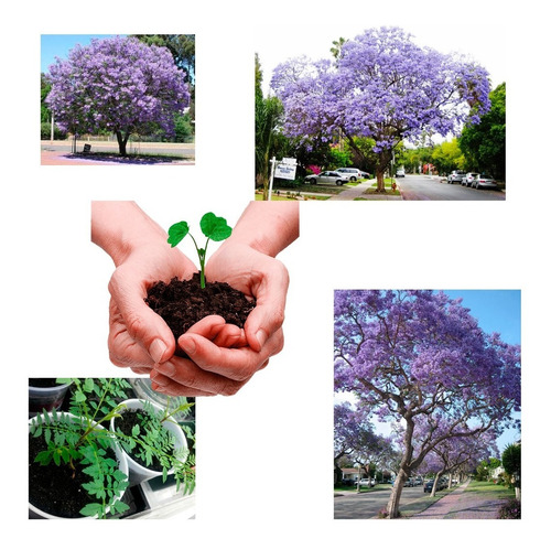 Sementes Jacarandá Mimoso Azul Pra Plantio De Mudas