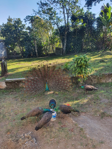 Terreno, 500 Mts, No Mesmo Loteamento Temos,terrenos,de 1700mts, E 7500metros Com Lago,preços Abaixo,frente Condominio Arua,terreno Suzano,terreno Mogi Das Cruzes,terreno Sao Paulo, Terreno Sp