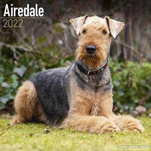 Libro: Calendario Airedale Calendario Airedale Terrier De De