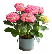 Comprar Planta Comprar Macetas De Hortensias