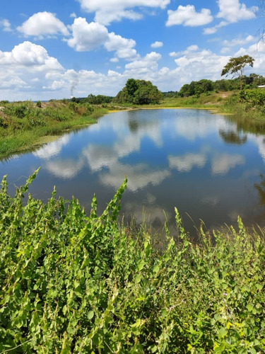 Imagen 4 de 14 de Se Vende Finca Jusepin Edo Monagas Ve01-1458ju-rcor